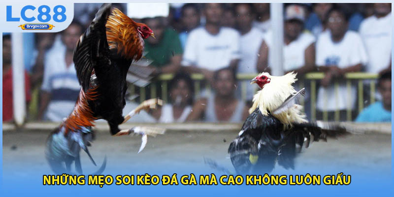 Những mẹo soi kèo đá gà mà cao không luôn giấu
